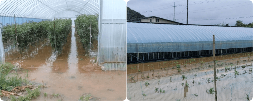 수해로 침수된 농작물