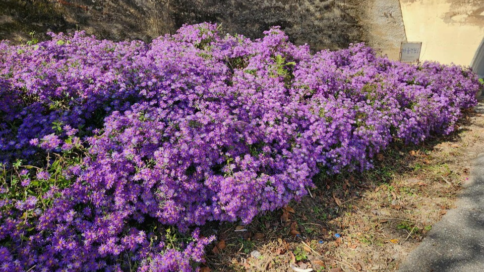 정다운 향한리 치유농업 연계 마을정원 조성